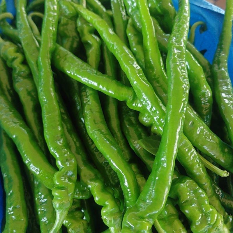 线椒，大量上市了，品种齐全