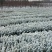 雪松种子，当年采摘的新种子，颗粒饱满，出芽率高