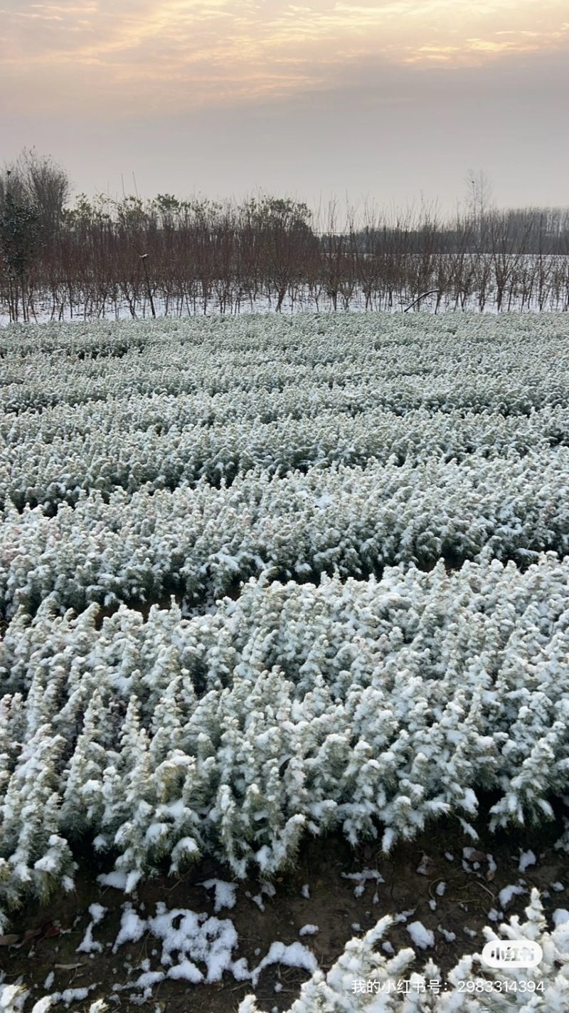 雪松种子，当年采摘的新种子，颗粒饱满，出芽率高