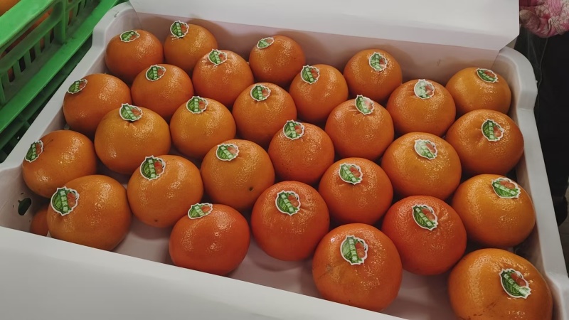 广西沃柑新鲜大量上市