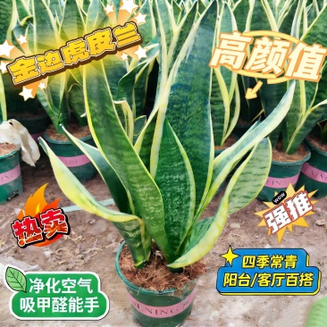 金边虎皮兰一盆三棵带盆40装