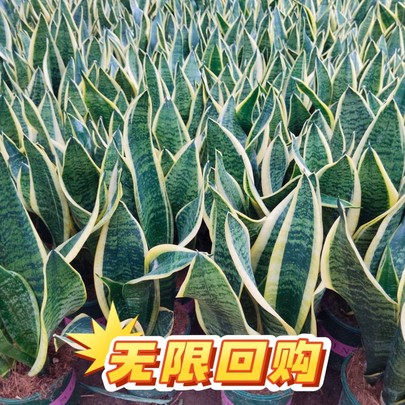 金边虎皮兰一盆三棵带盆40装