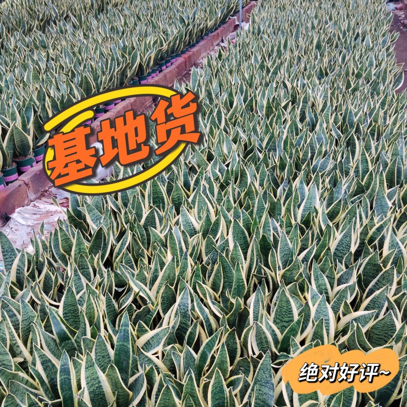 金边虎皮兰一盆三棵带盆40装