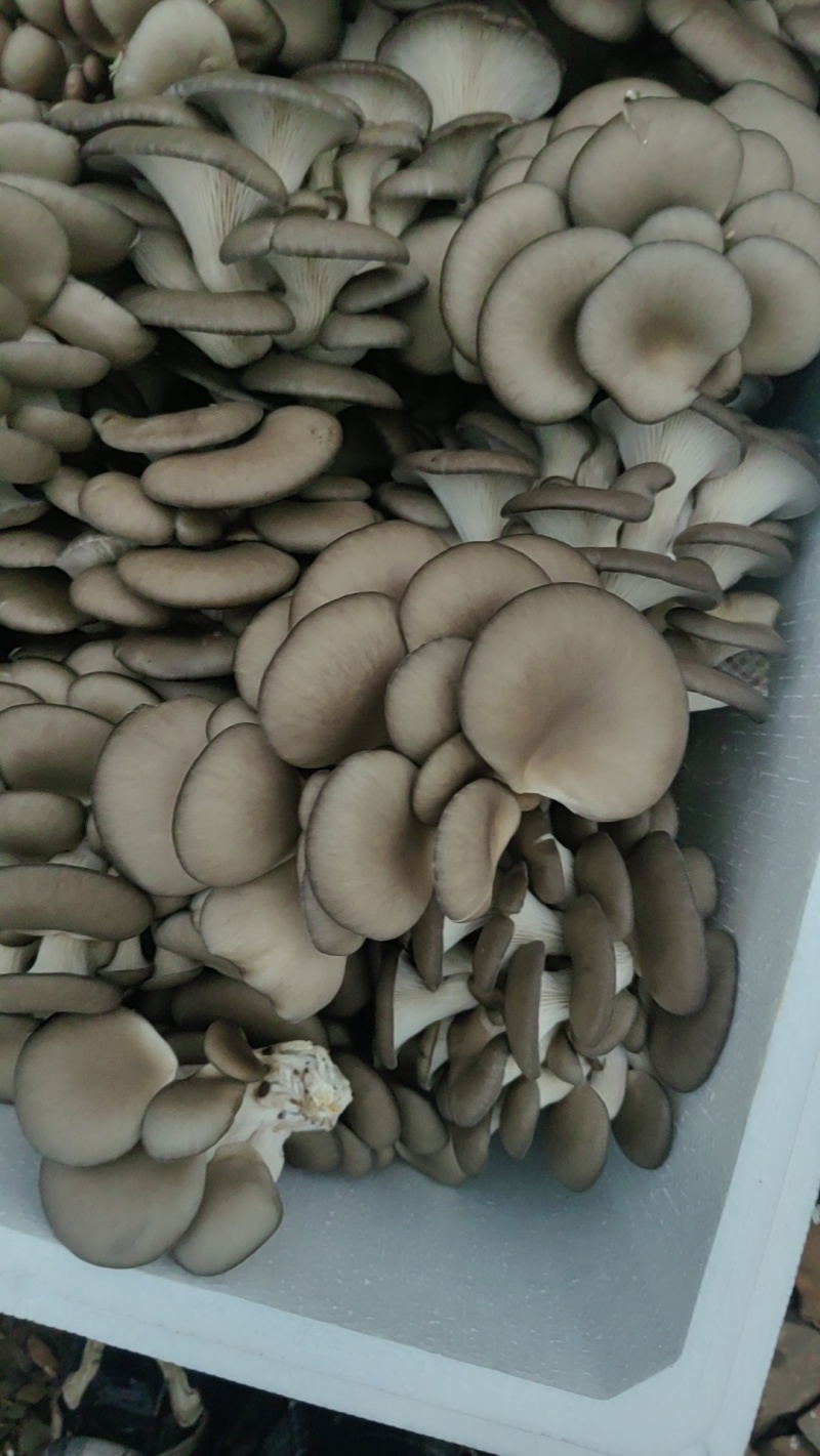 基地发货物美价优
