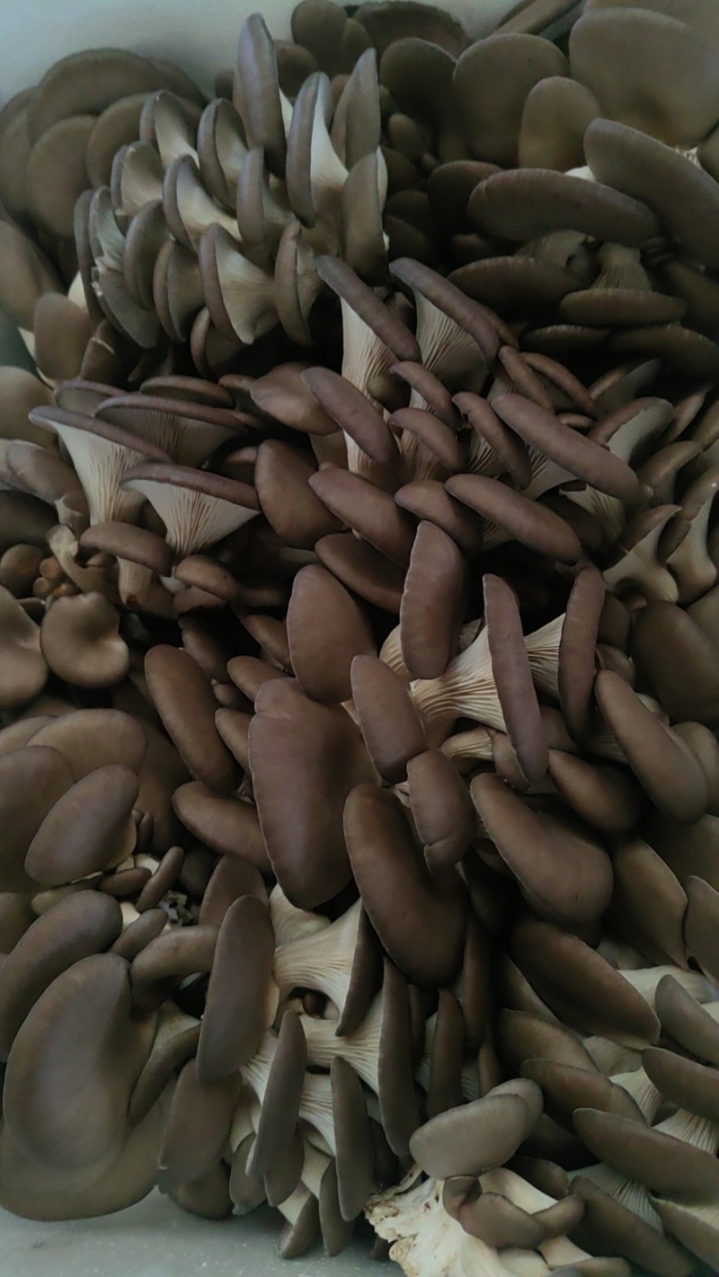 基地发货物美价优