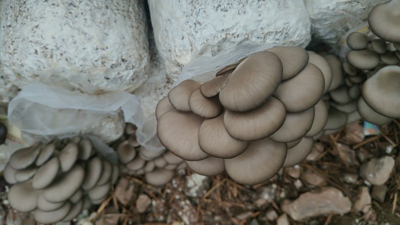 基地发货物美价优