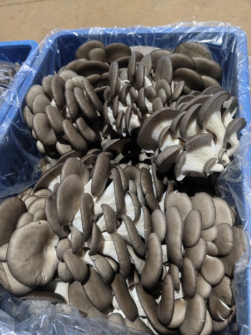 基地发货物美价优