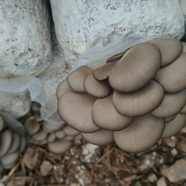 基地发货物美价优