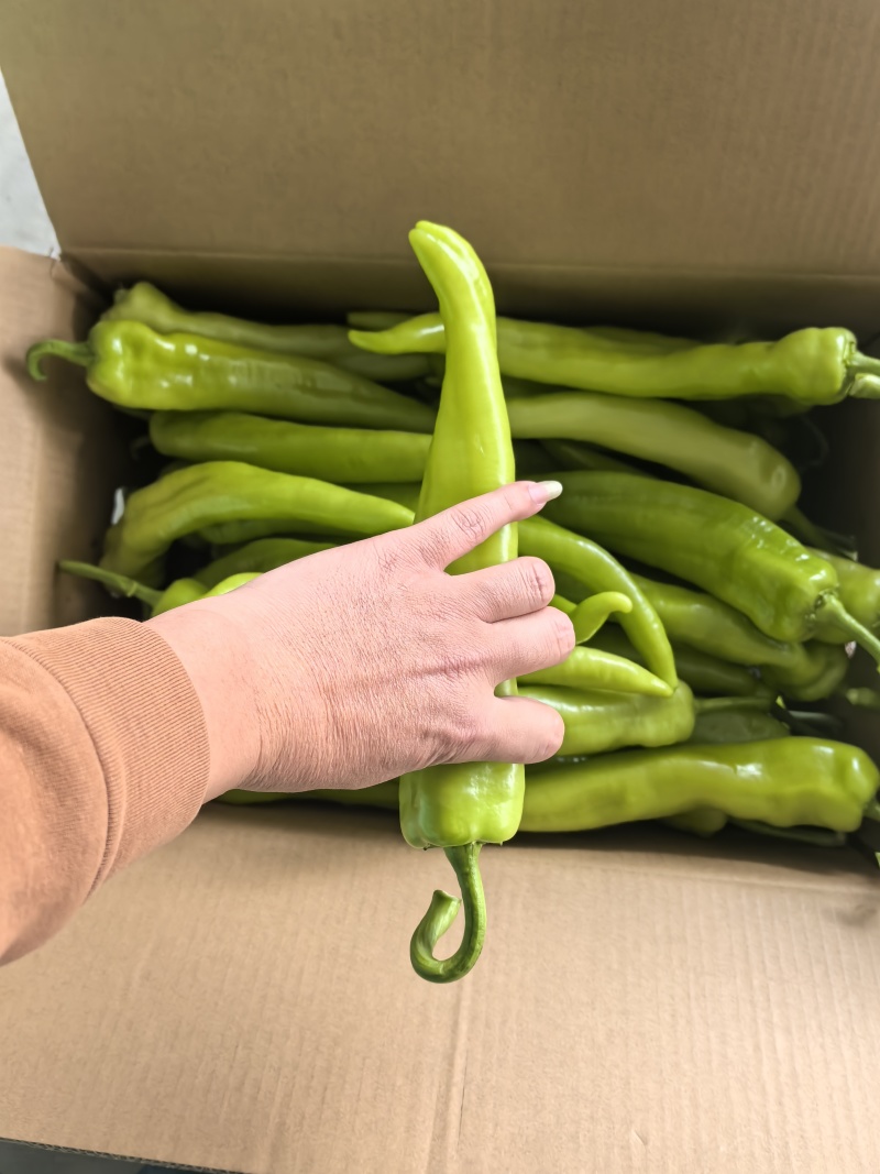 精品黄皮尖椒