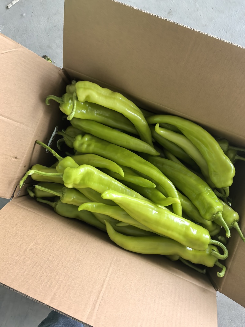 精品黄皮尖椒