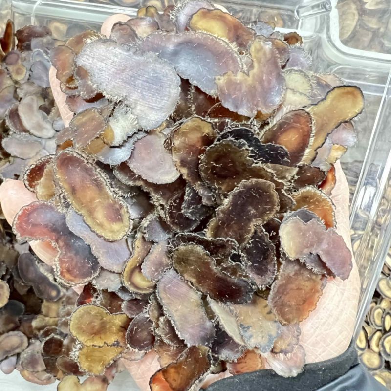 鹿茸全腊片腰花片，经济实惠款，煲汤，泡酒
