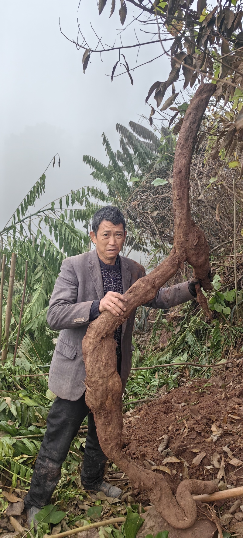 正宗深山多年野生葛根