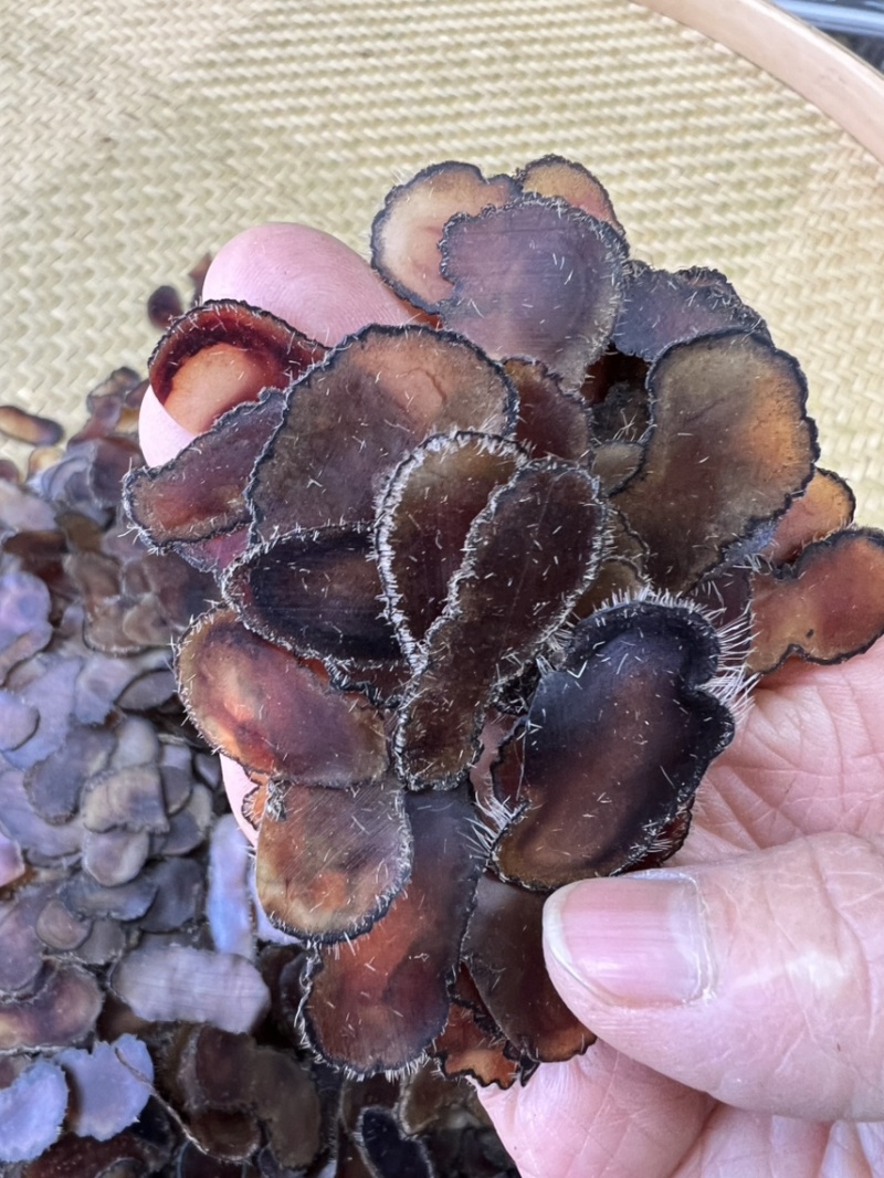 鹿茸全腊片腰花片，经济实惠款，煲汤，泡酒