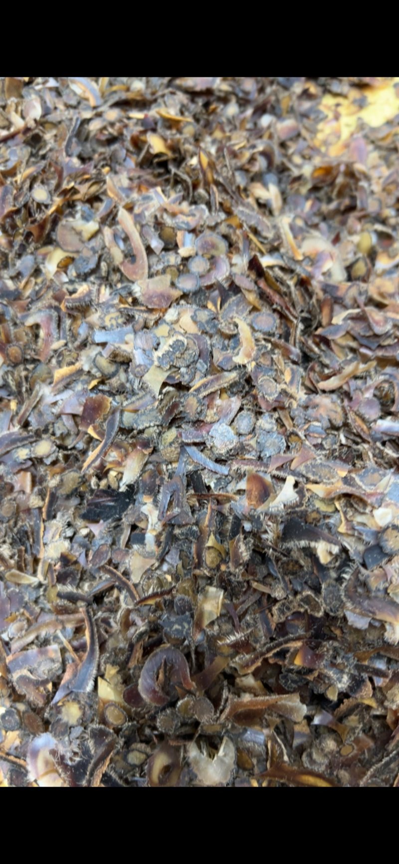 鹿茸全腊片碎片，经济实惠，真心推荐，煲汤，泡茶