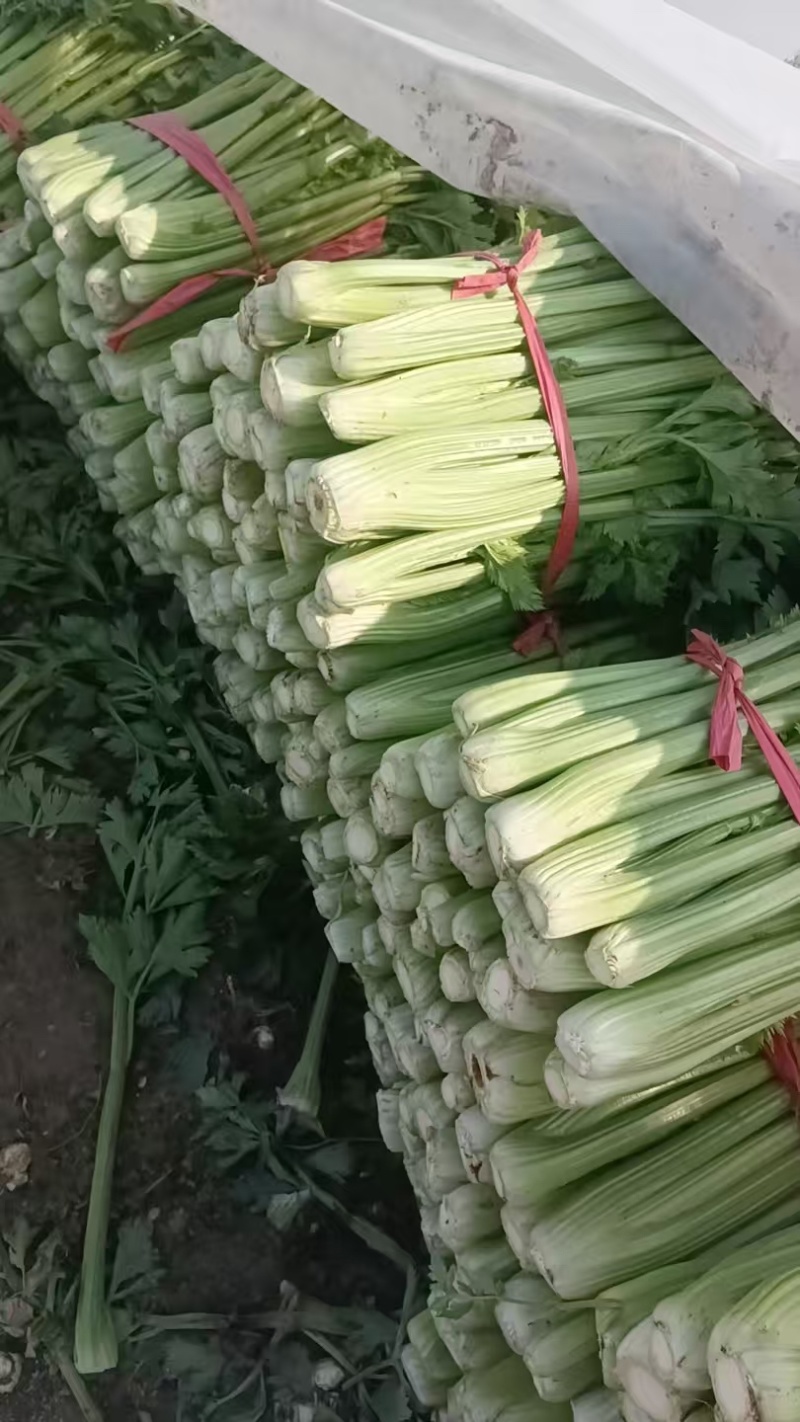十万斤芹菜售卖中，日供万斤，交通便利。欢迎采购