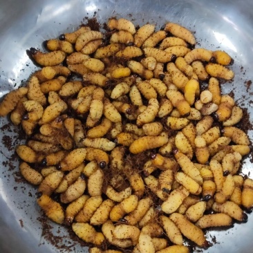 新鲜竹虫速冻