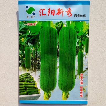 汇阳新秀肉丝瓜种子早熟坐果多耐寒性强肉香丝瓜种子