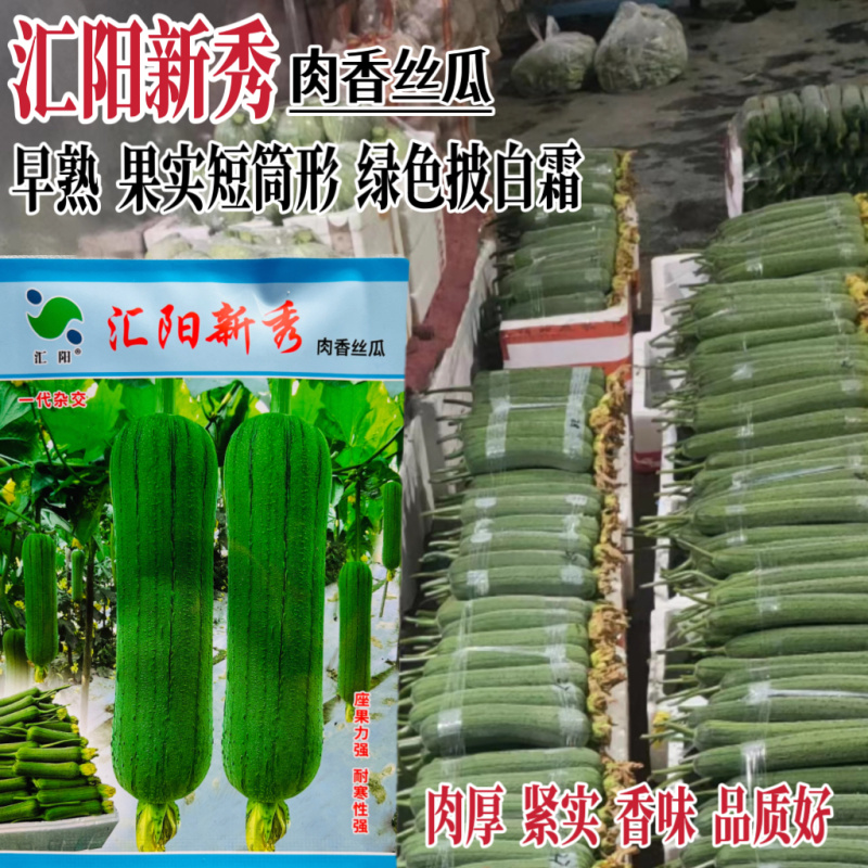 汇阳新秀肉丝瓜种子早熟坐果多耐寒性强肉香丝瓜种子