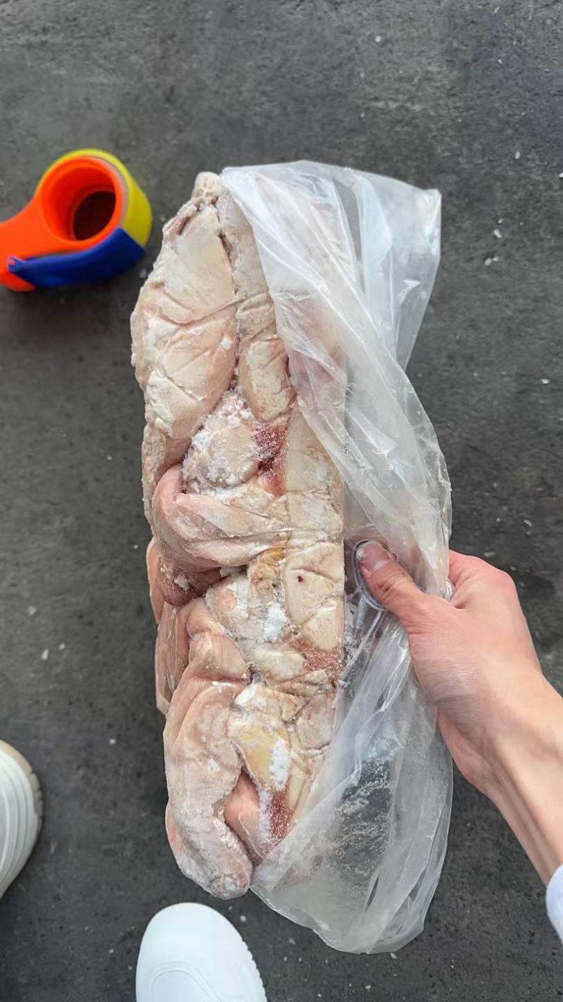 龙大二级肥猪大肚