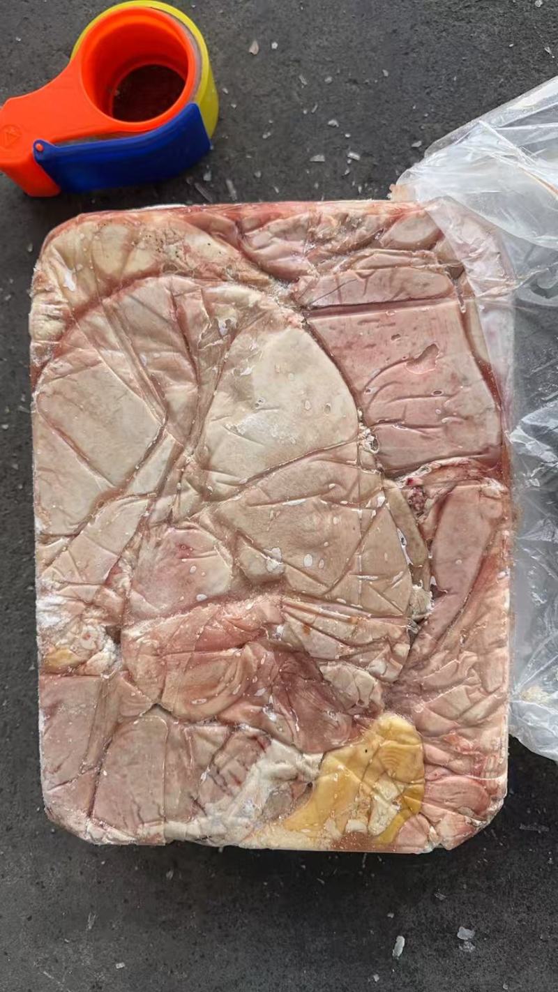 龙大二级肥猪大肚