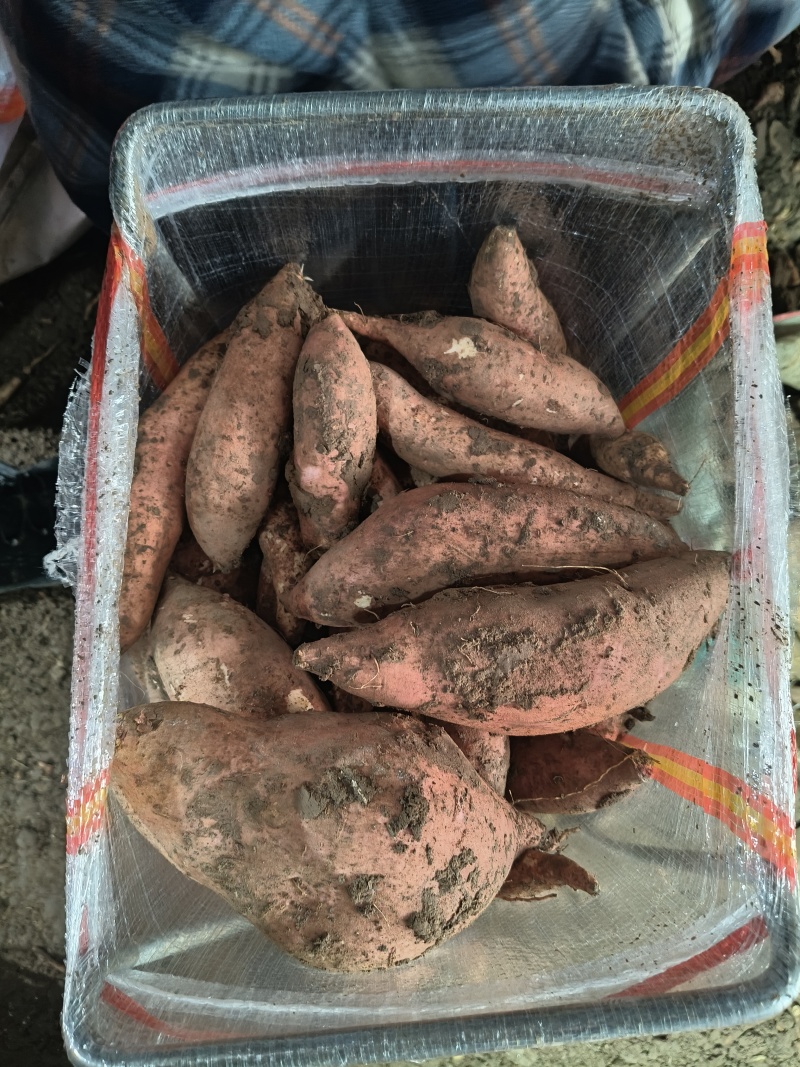 河南入窖，龙九红薯，支持电商，商超，加工厂，欢迎砸单。