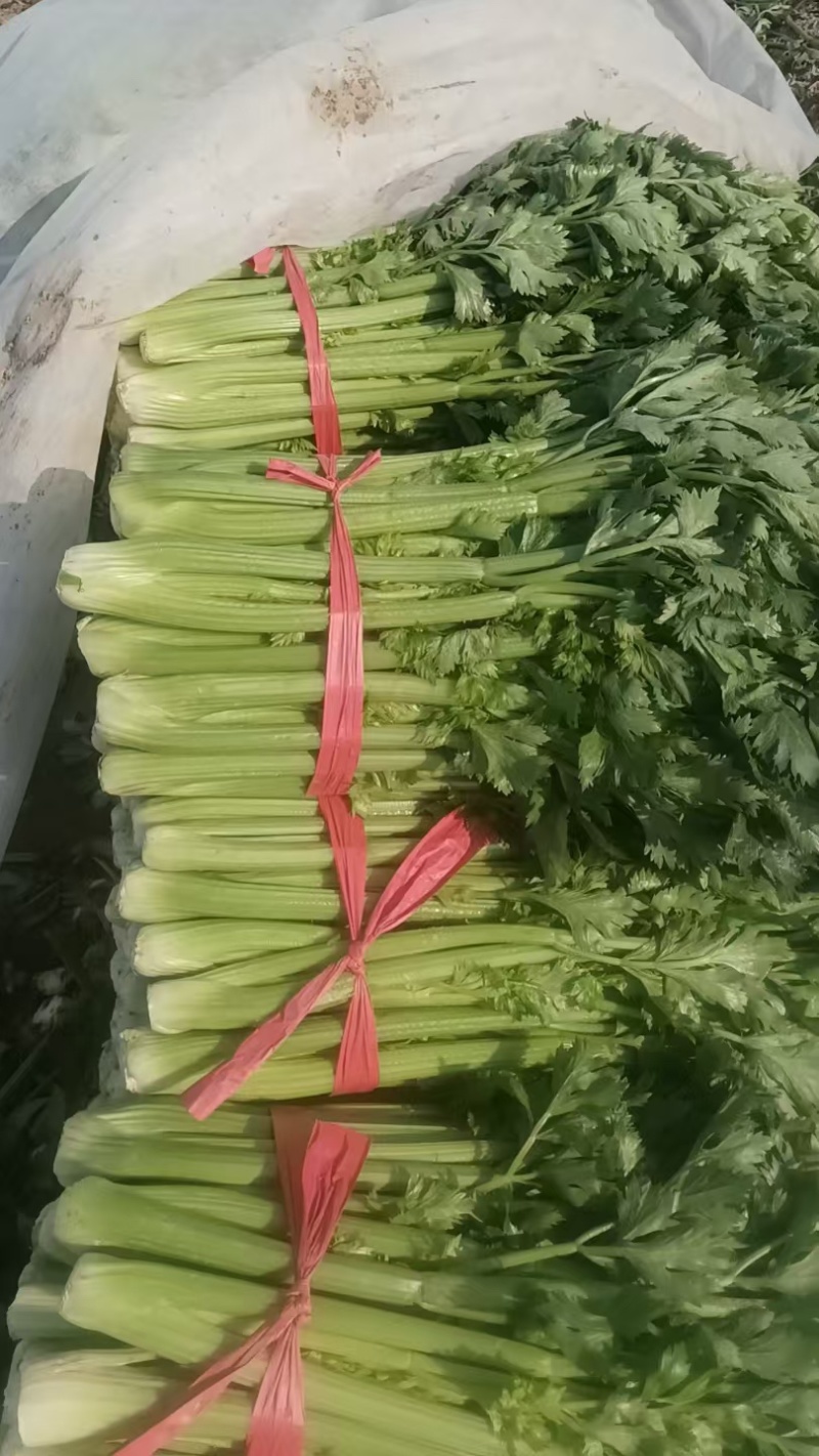 十万斤芹菜售卖中，日供万斤，交通便利。欢迎采购