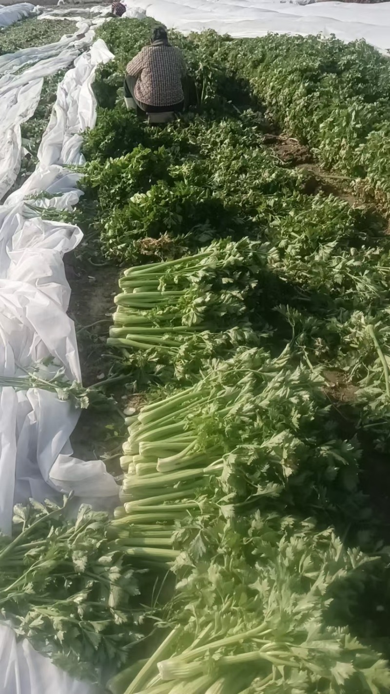 十万斤芹菜售卖中，日供万斤，交通便利。欢迎采购