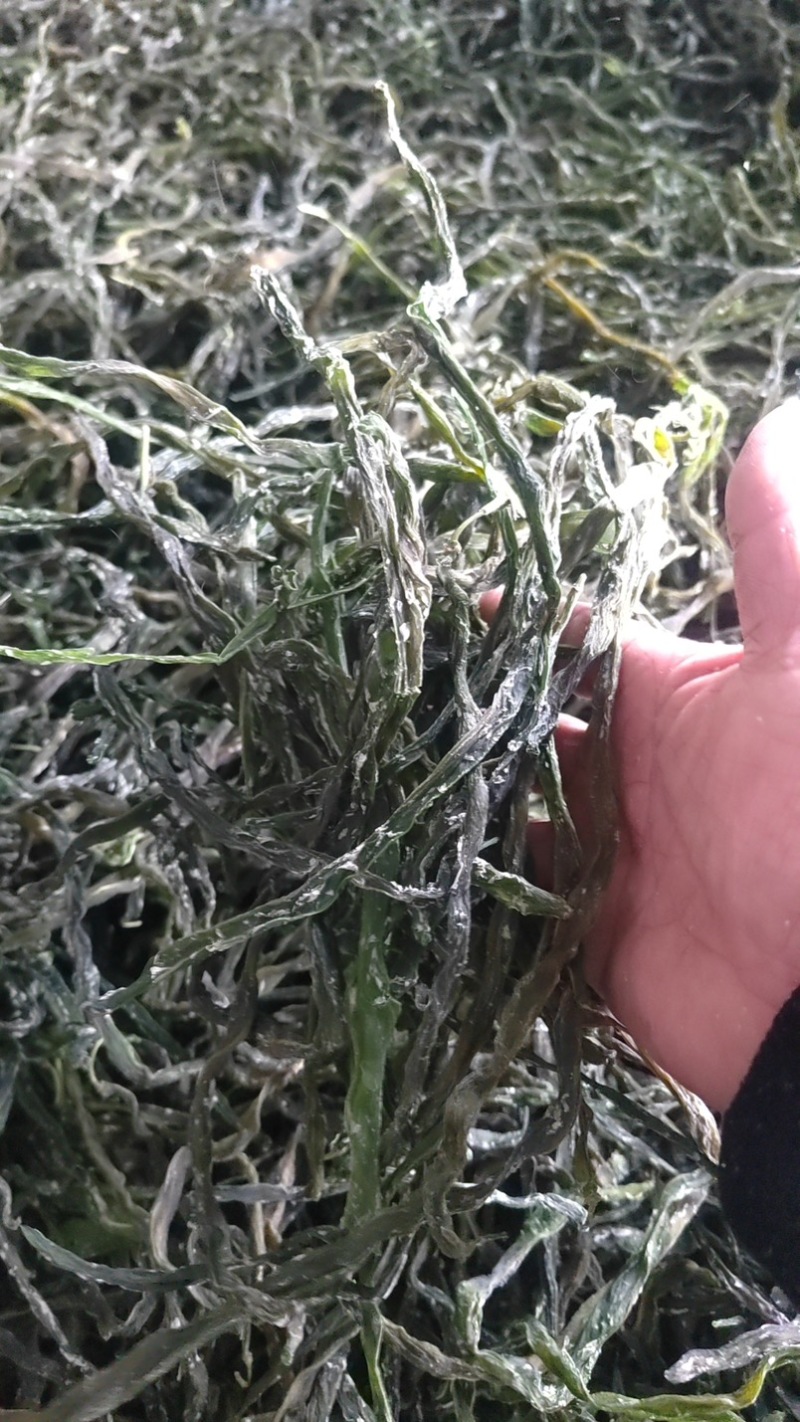2024年新品架豆王无筋豆脱水蔬菜干货