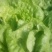 生菜大量上市
