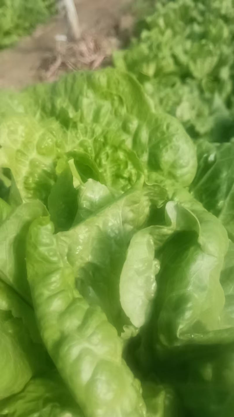 生菜大量上市