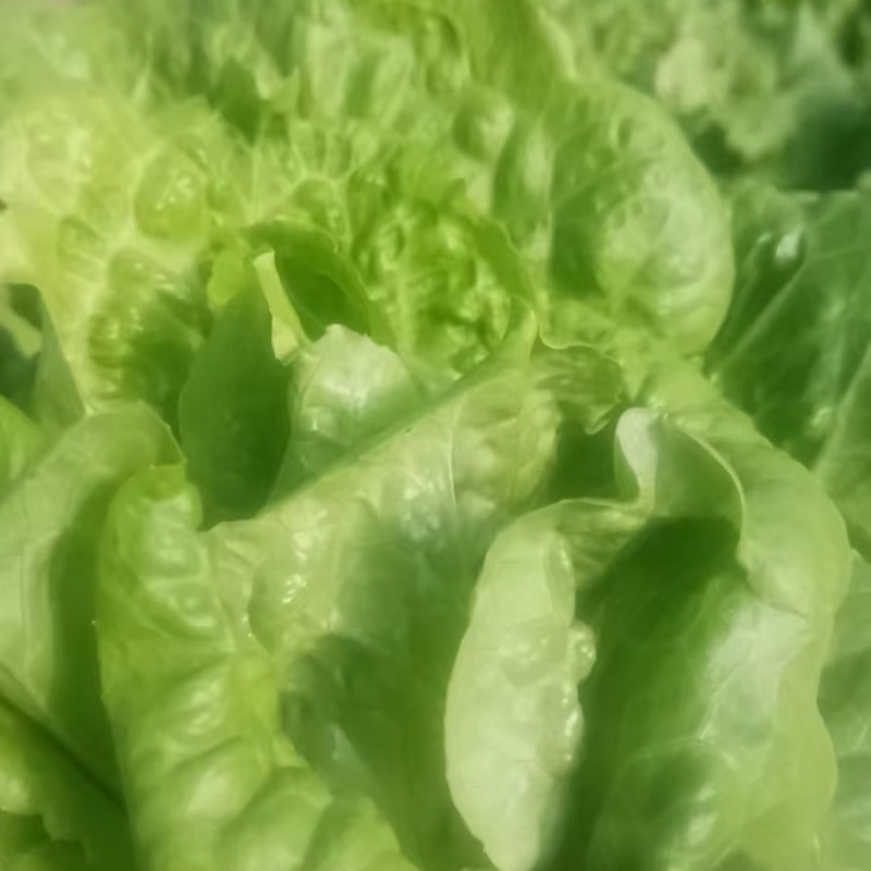 生菜大量上市