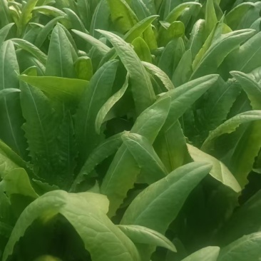 油麦菜