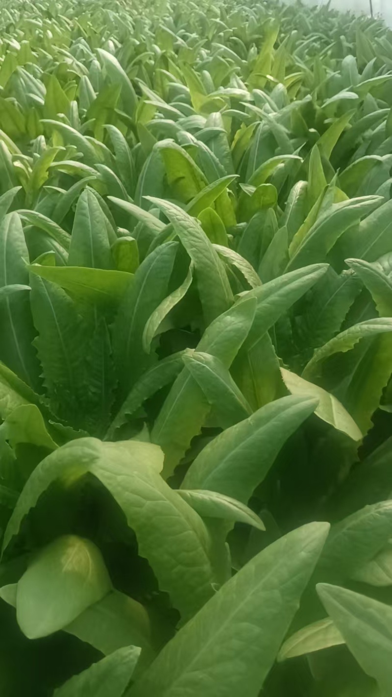 油麦菜