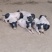 巴马香猪怀孕母猪全国发货可以线上下单