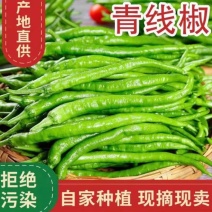 《线椒》5号线椒，8号线椒，3号线椒，产地直发保质保量