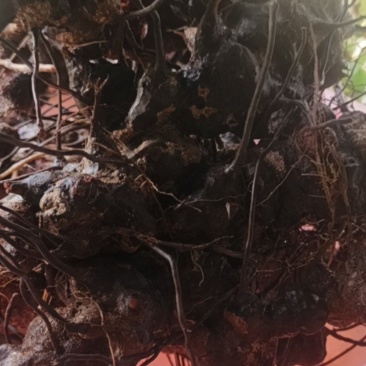 金刚藤药材品质优新货可视频看货欢迎咨询来电