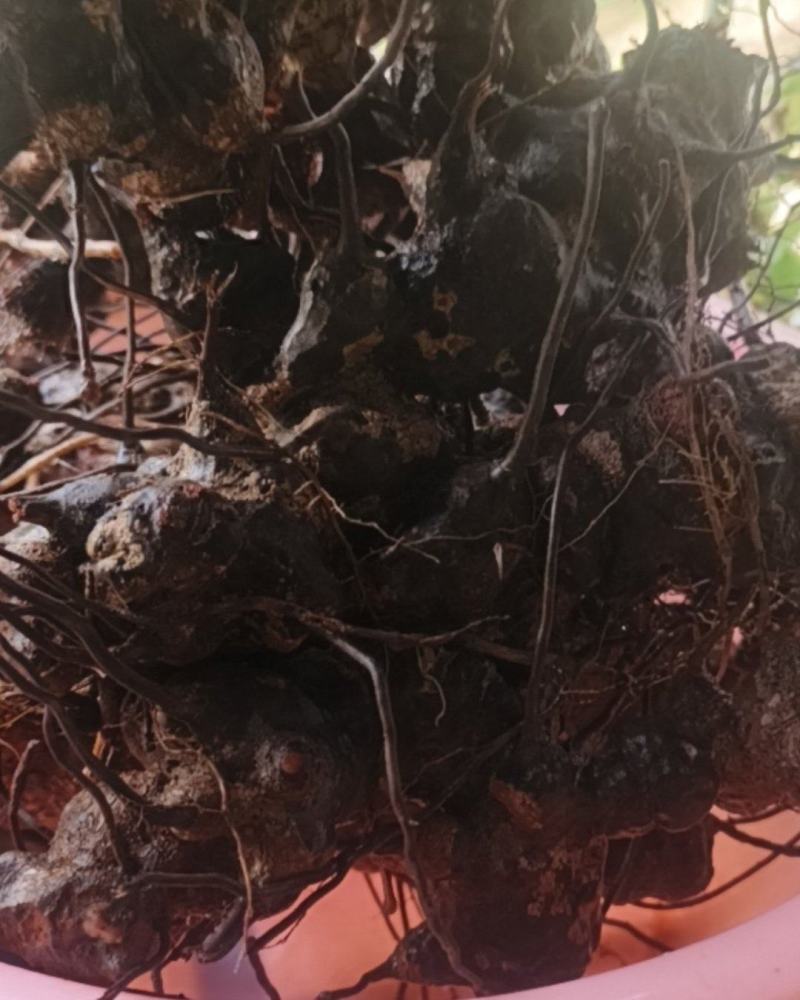 金刚藤药材品质优新货可视频看货欢迎咨询来电