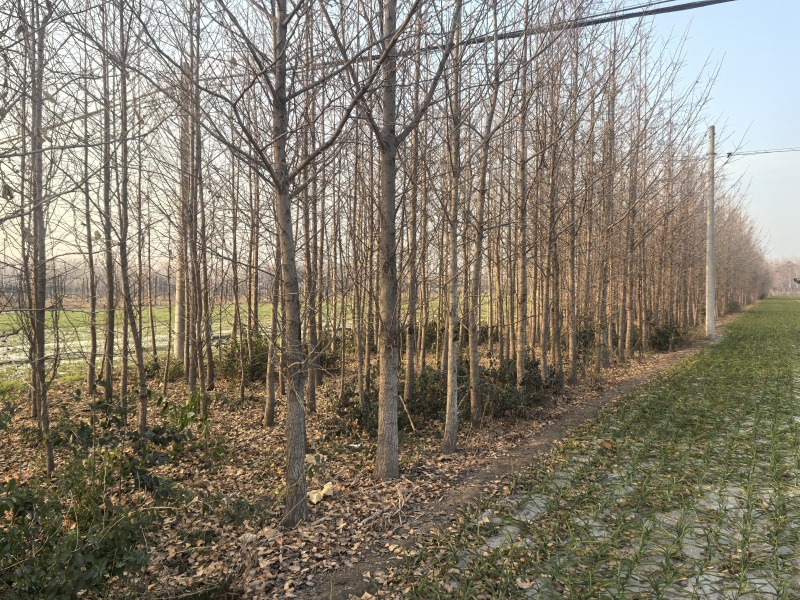银杏树出售大小规格都有