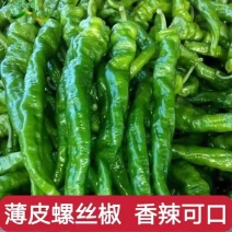 《螺丝椒》广西辣椒/薄皮螺丝椒/产地货源/大量批发供应