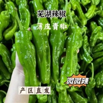 《芜湖椒》广东薄皮青椒/产地货源/质量三包/全国供应