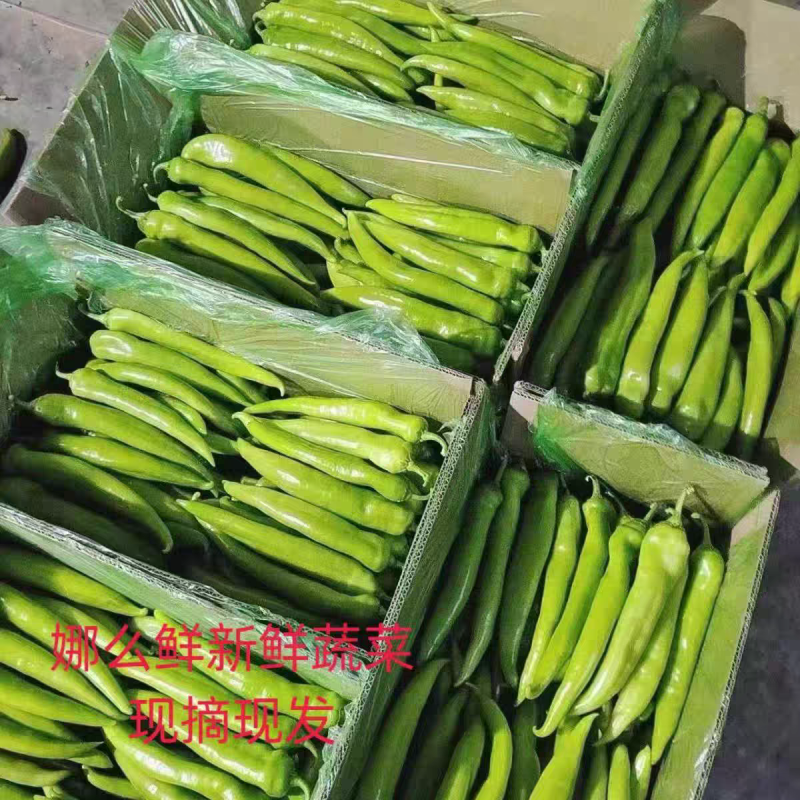 广东鲜辣椒《青皮尖椒》黄皮尖椒/产地货源/保质保量/
