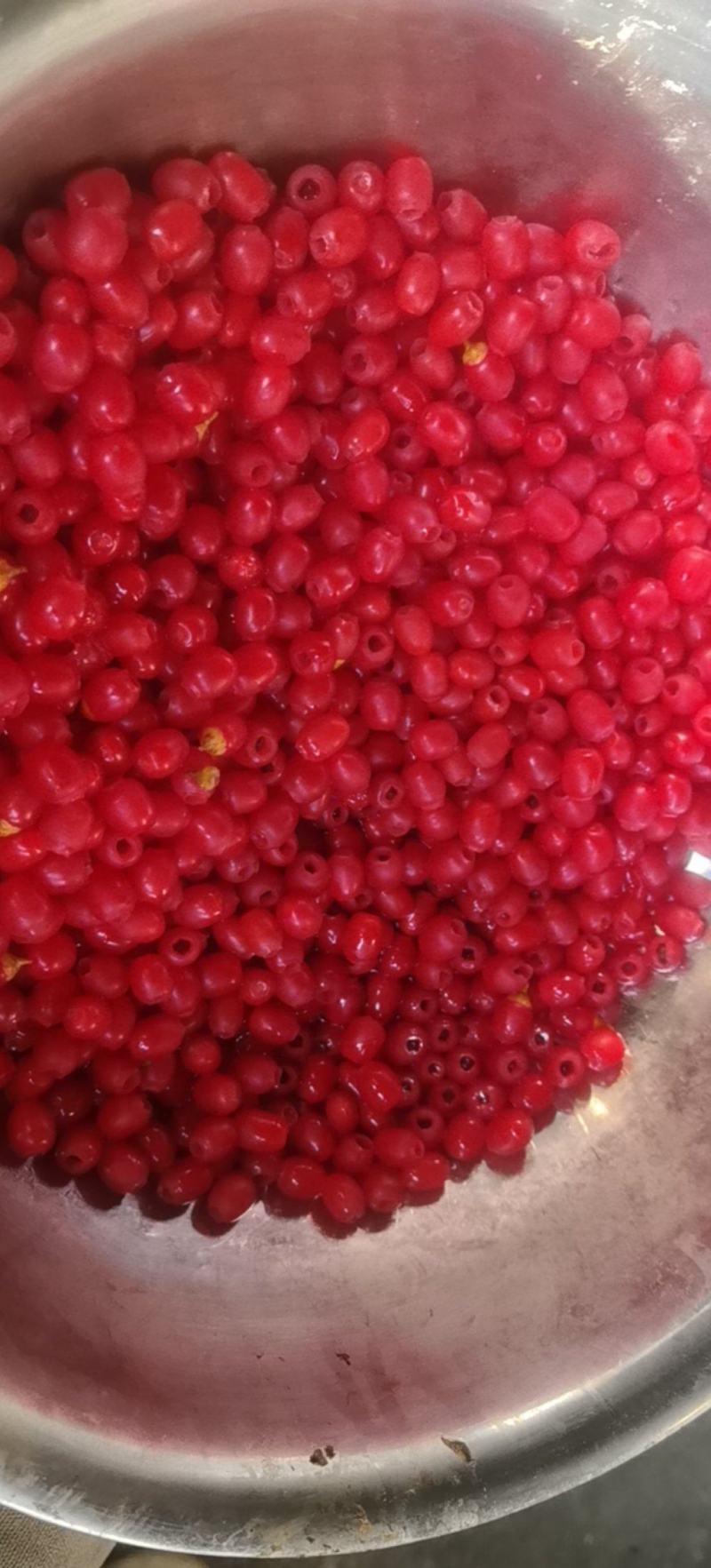 红豆杉