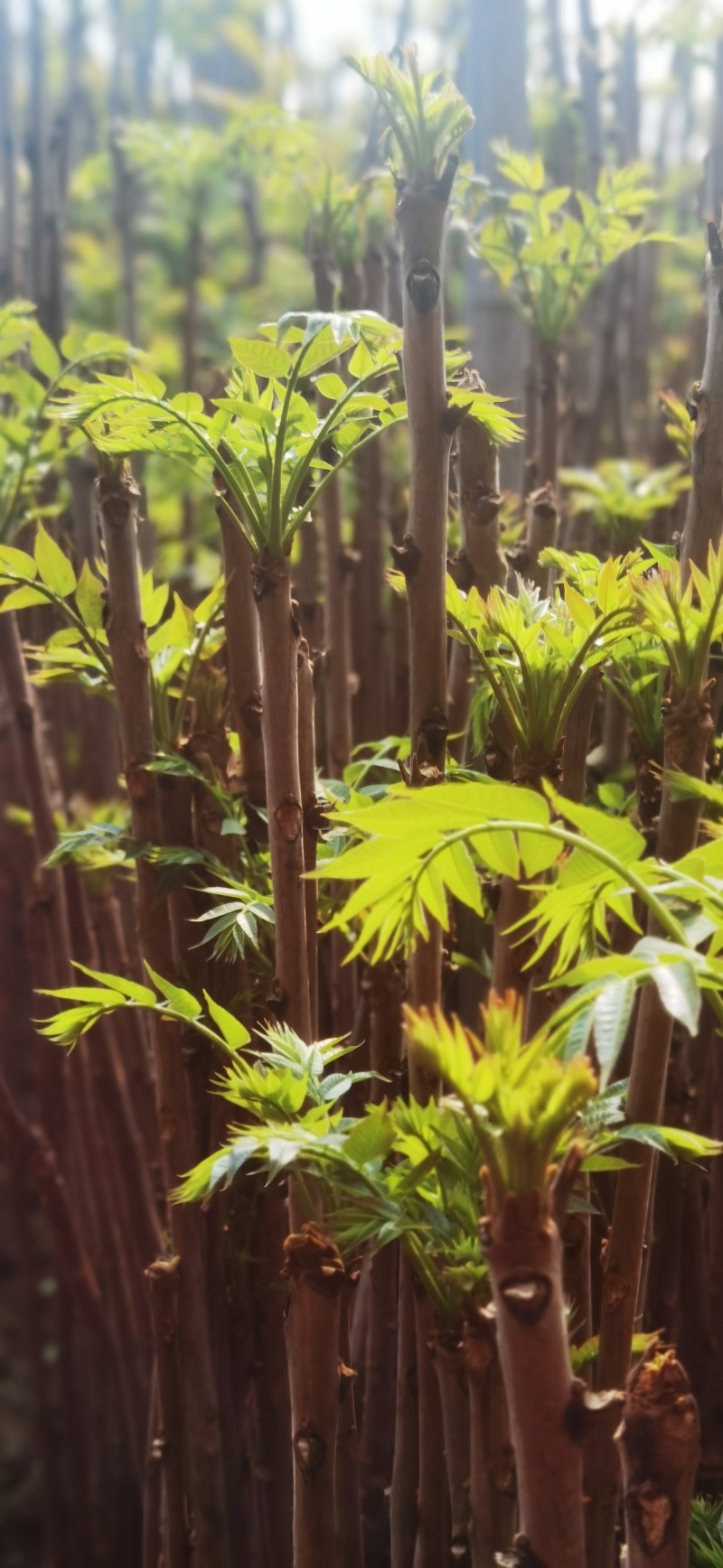 渭南市长寿原头茬红油香椿