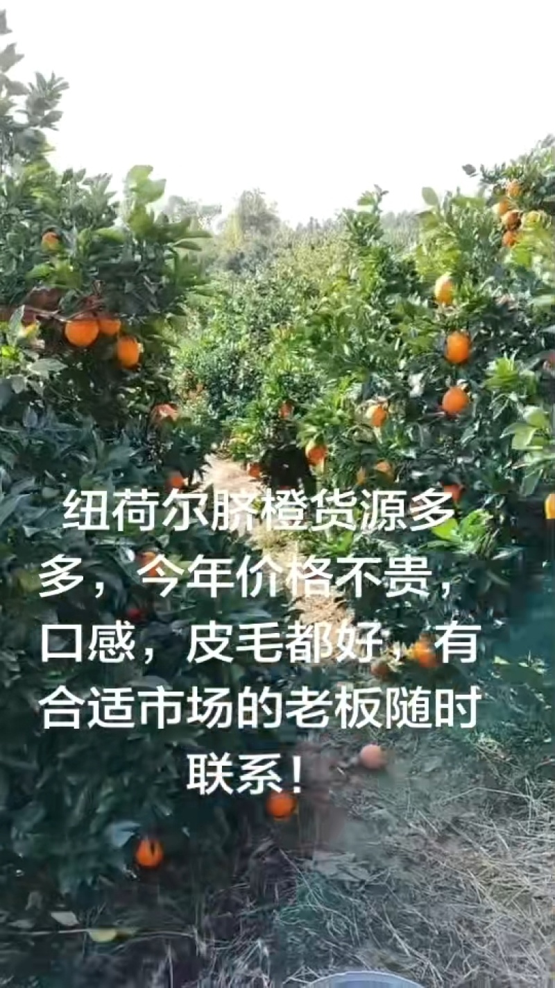 广西桂林纽荷尔脐橙，产地直销，现场验货，大量供应电商超市