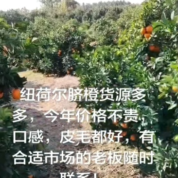 广西桂林纽荷尔脐橙，产地直销，现场验货，大量供应电商超市