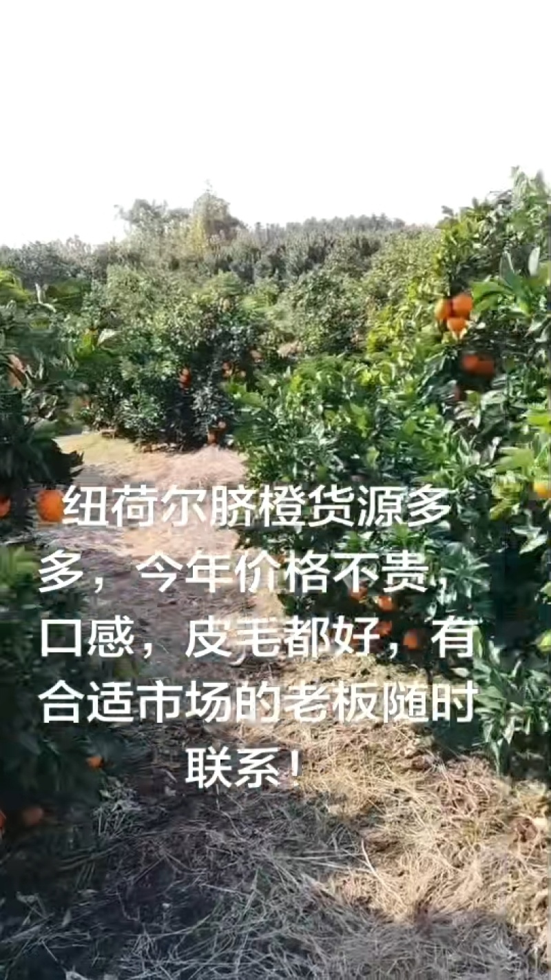 广西桂林纽荷尔脐橙，产地直销，现场验货，大量供应电商超市