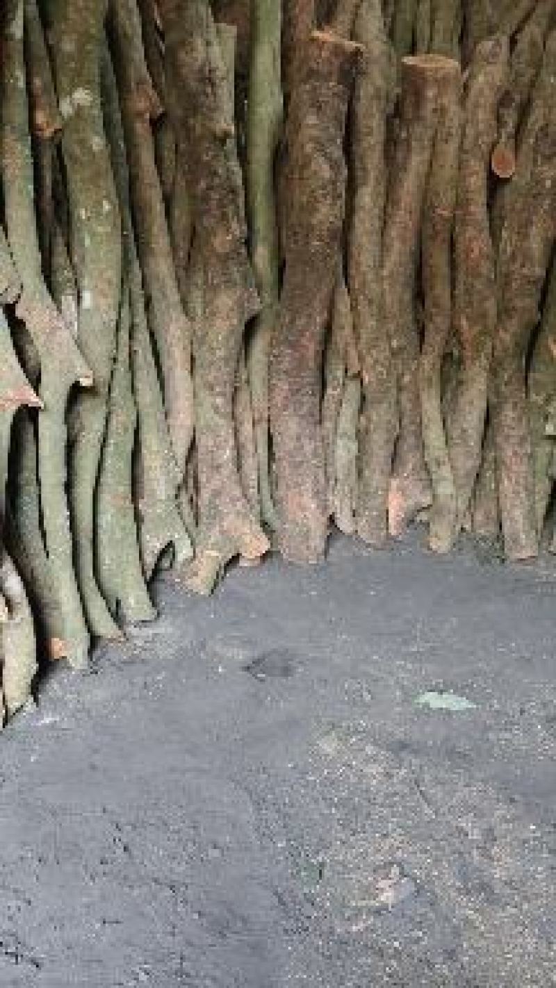 现货精品荔枝木炭龙眼木炭黄芽木炭大量供应易燃耐烧
