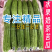 《广东苦瓜》油苦瓜/水果奶茶苦瓜/产地货源/保质保量