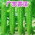 《广东苦瓜》油苦瓜/水果奶茶苦瓜/产地货源/保质保量