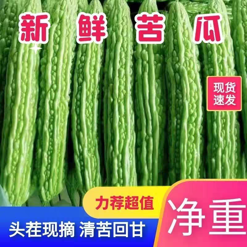 《广东苦瓜》油苦瓜/水果奶茶苦瓜/产地货源/保质保量